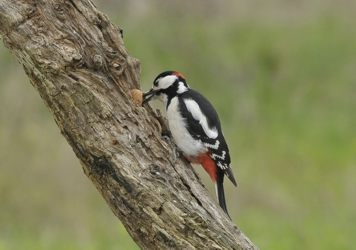 Picchio rosso maggiore - Dendrocopus major